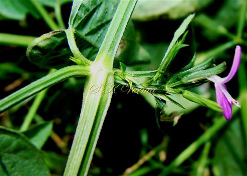  Stem